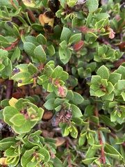 Arctostaphylos pacifica
