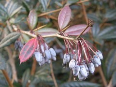 Berberis