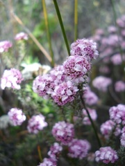 Disparago