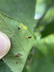 Caryomyia subulata