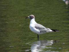 Leucophaeus atricilla
