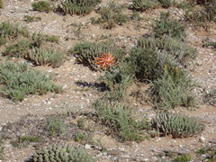 Aloe longistyla