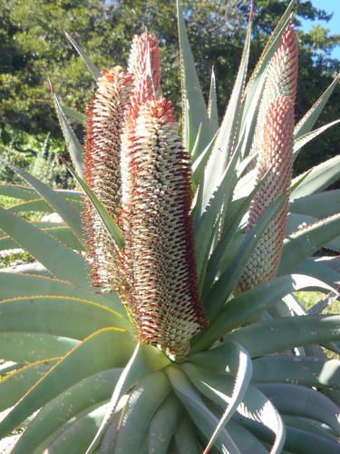 tilt-head aloe