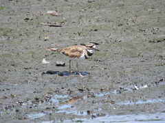 Charadrius vociferus