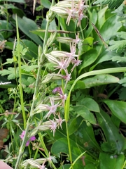 Silene scouleri scouleri