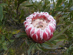 Protea burchellii × laurifolia