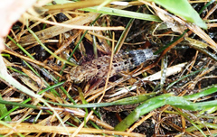 Ontholestes tessellatus