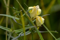 Linaria vulgaris