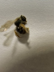 Halictus poeyi