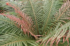 Blechnum brasiliense