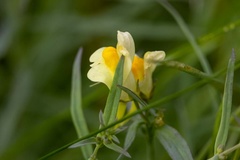 Linaria vulgaris