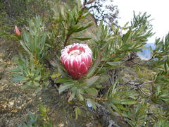 Protea burchellii × laurifolia