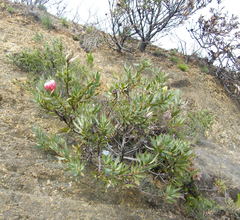 Protea burchellii × laurifolia