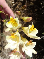 Freesia corymbosa