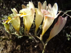 Freesia corymbosa