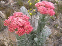 Syncarpha milleflora