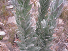 Syncarpha milleflora