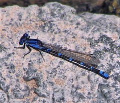 Argia croceipennis