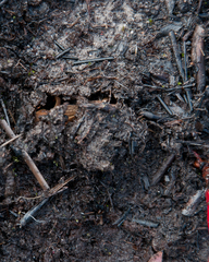 Gryllotalpa africana