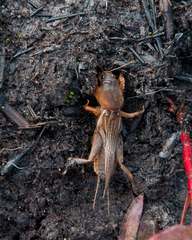 Gryllotalpa africana