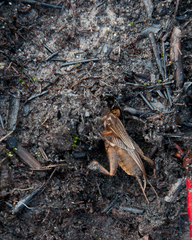 Gryllotalpa africana