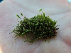 Ptychostomum capillare