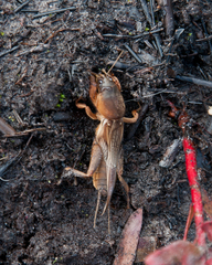 Gryllotalpa africana