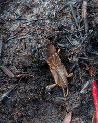 Gryllotalpa africana