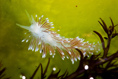 Cuthona divae