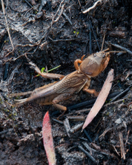 Gryllotalpa africana