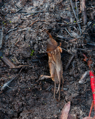 Gryllotalpa africana