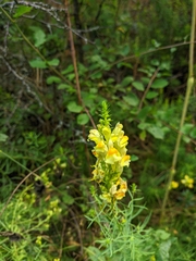 Linaria biebersteinii