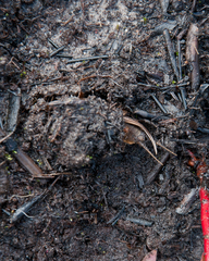 Gryllotalpa africana