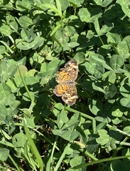 Phyciodes phaon
