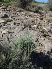 Gladiolus permeabilis permeabilis