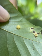 Caryomyia holotricha