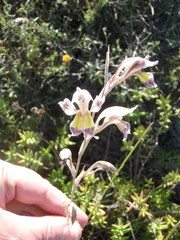 Gladiolus permeabilis permeabilis