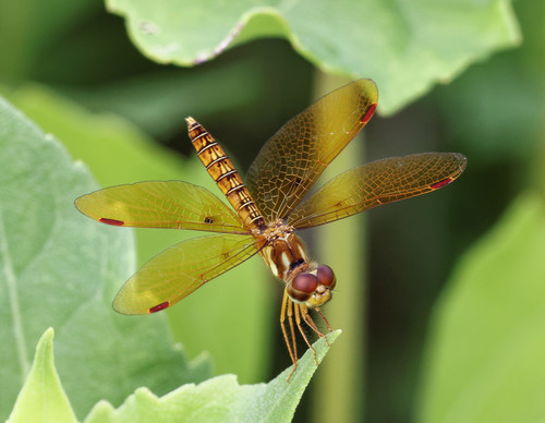 Eastern Amberwing, photo 3 of 8