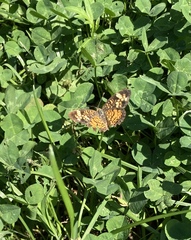 Phyciodes phaon