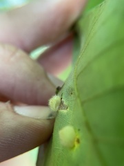 Caryomyia holotricha