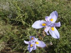 Moraea polystachya