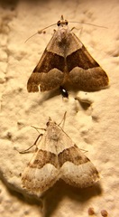 Hemeroplanis incusalis