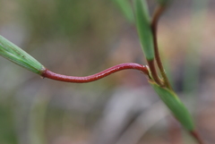 Moraea bituminosa