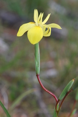 Moraea bituminosa