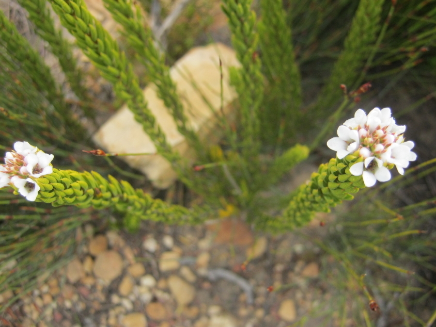 Acmadenia wittebergensis (Acmadenia wittebergensis)