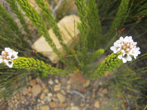 Acmadenia wittebergensis (Acmadenia wittebergensis)