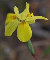 Moraea bituminosa