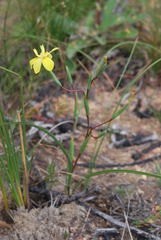 Moraea bituminosa