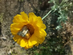 Schinia miniana