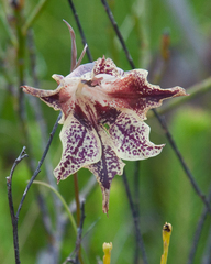 Gladiolus maculatus